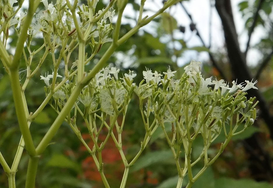 Изображение особи род Valeriana.