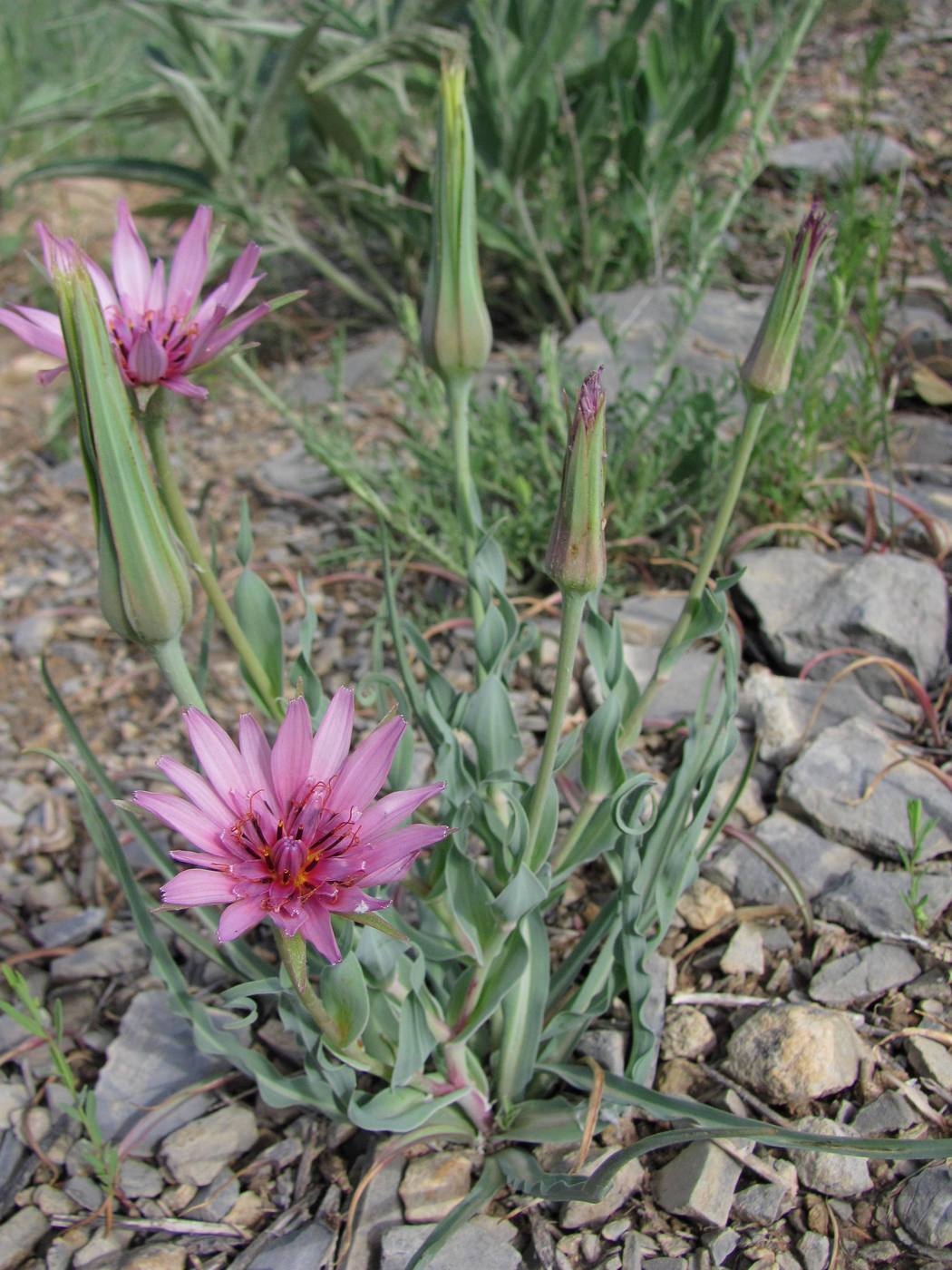 Image of Tragopogon marginifolius specimen.