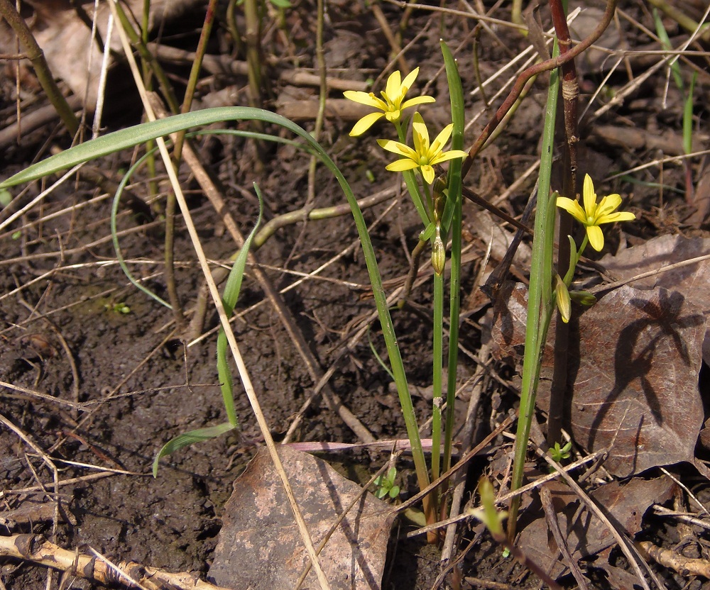 Image of Gagea erubescens specimen.