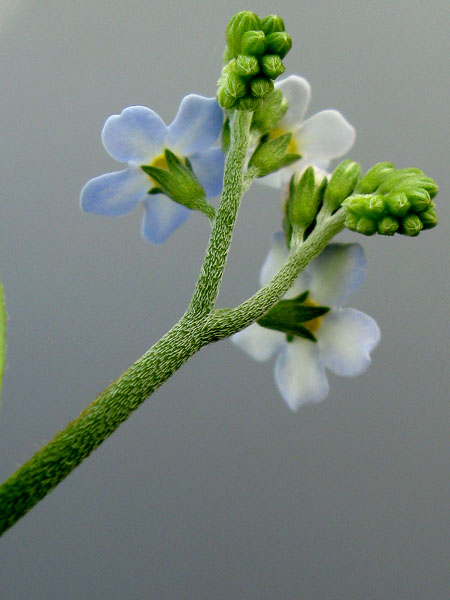 Image of Myosotis palustris specimen.