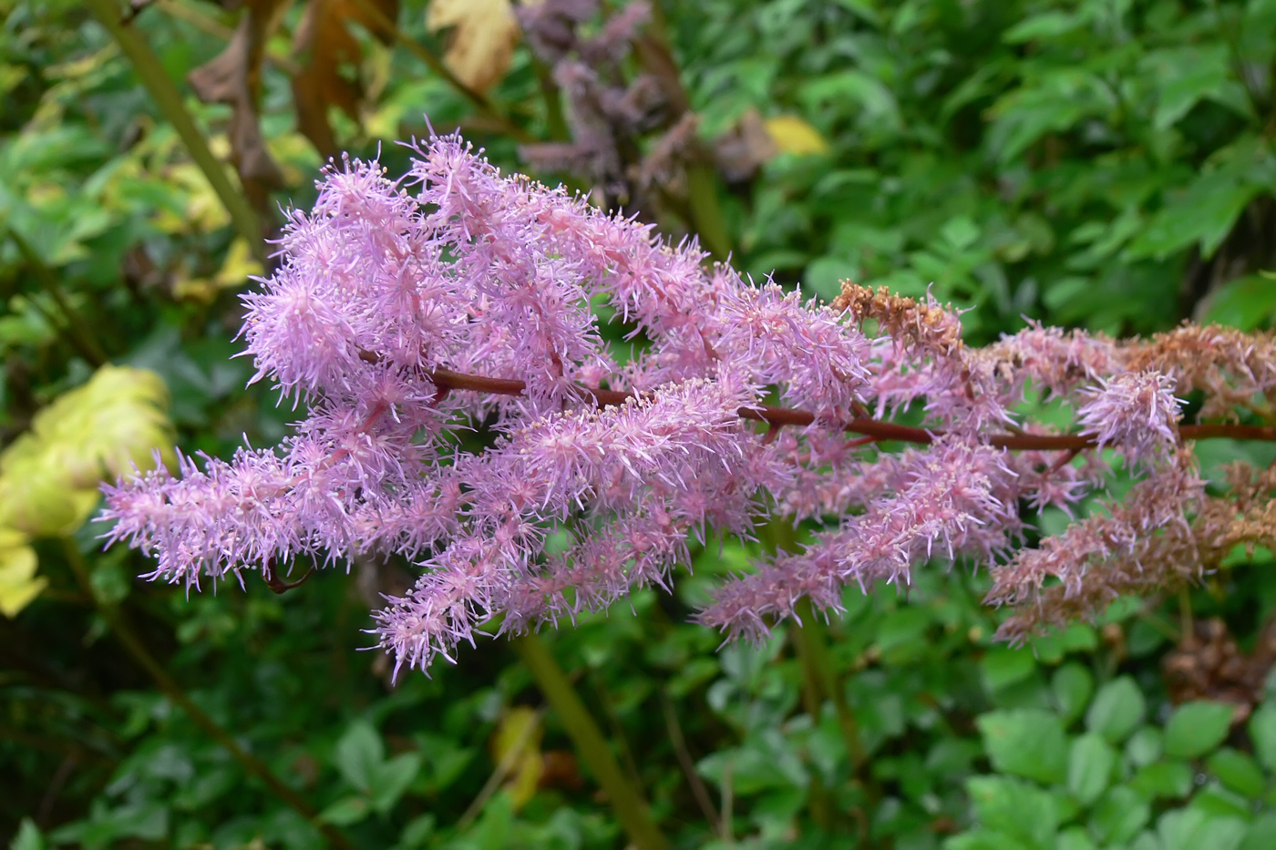 Изображение особи Astilbe chinensis.