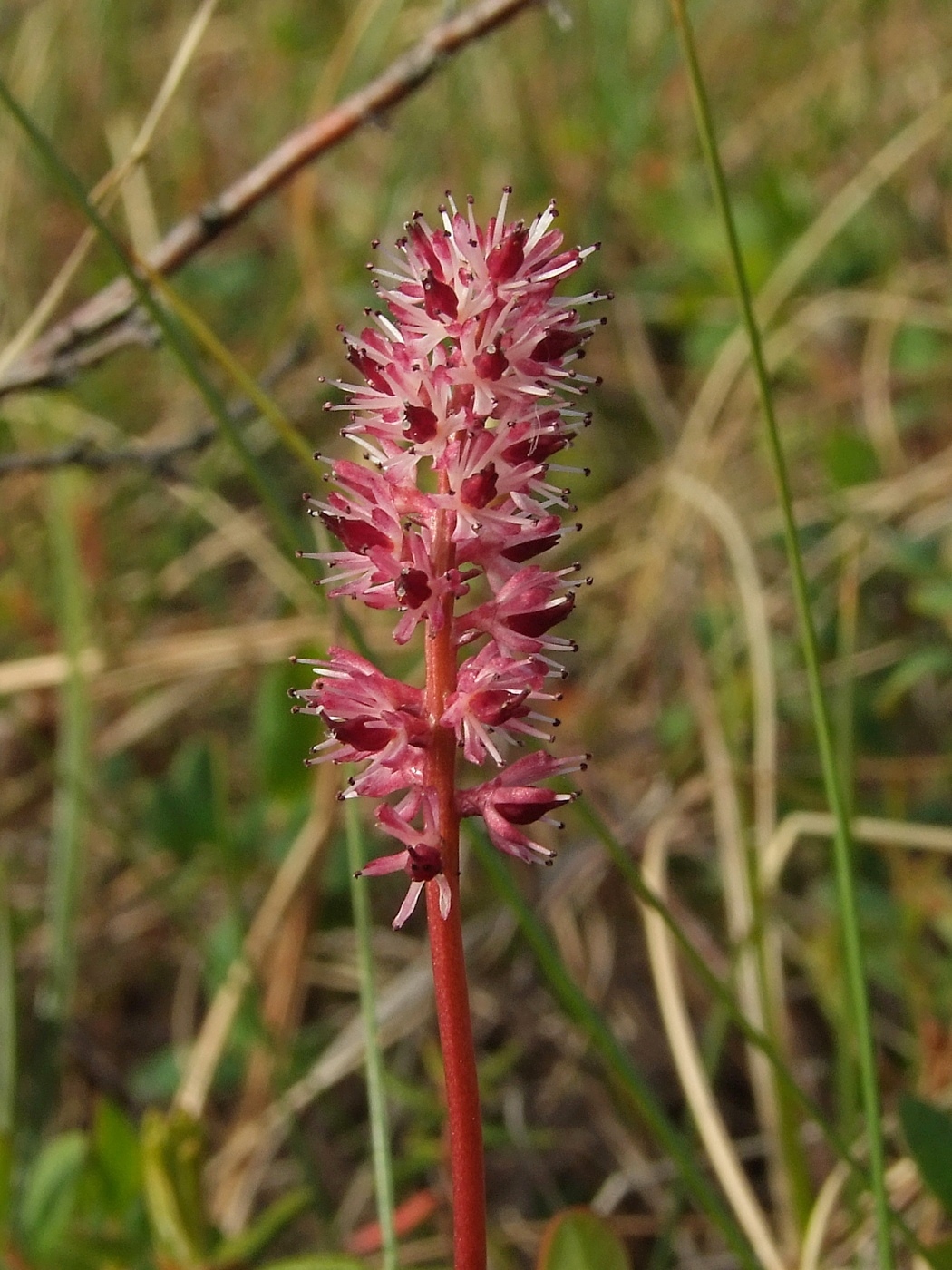 Image of Tofieldia coccinea specimen.