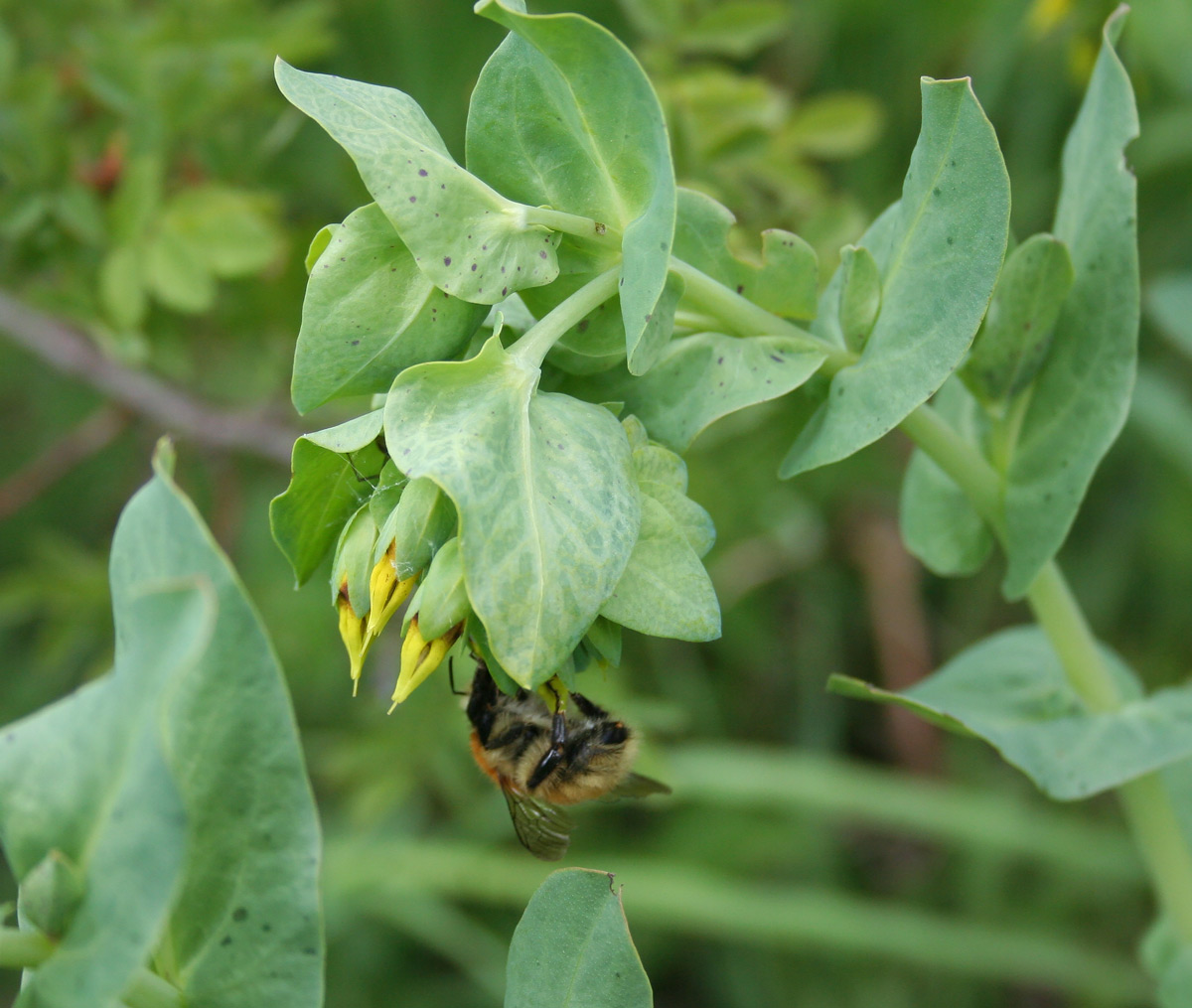 Image of Cerinthe minor specimen.