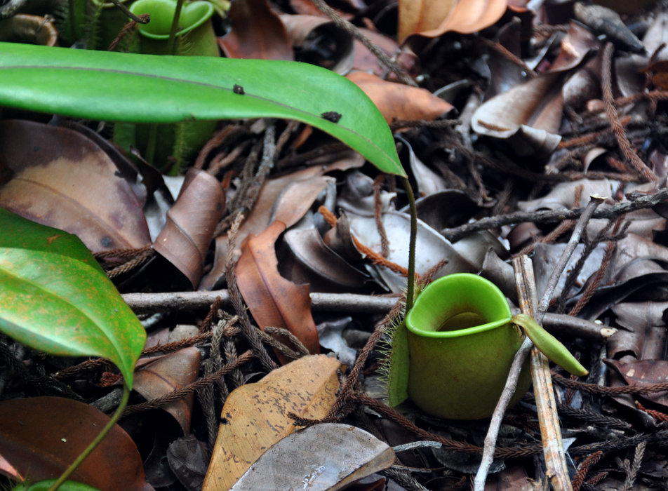 Image of Nepenthes ampullaria specimen.