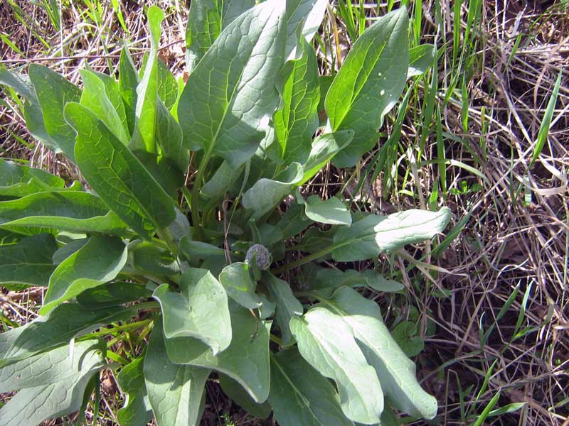 Изображение особи Solenanthus circinnatus.