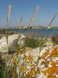 Carex cuspidata. Цветущие растения. Крым, Севастополь, побережье Казачьей бухты. 29 апреля 2010 г.