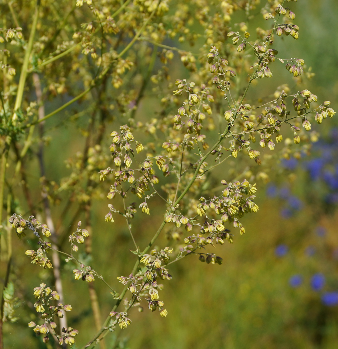 Image of Thalictrum appendiculatum specimen.