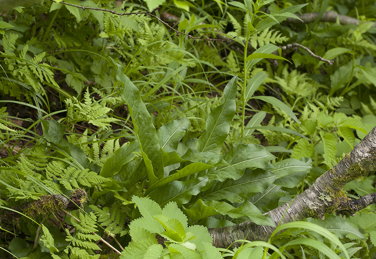 Изображение особи Bistorta elliptica.