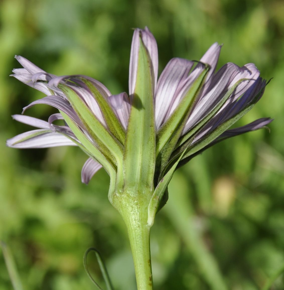 Изображение особи род Tragopogon.