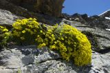 Draba bryoides