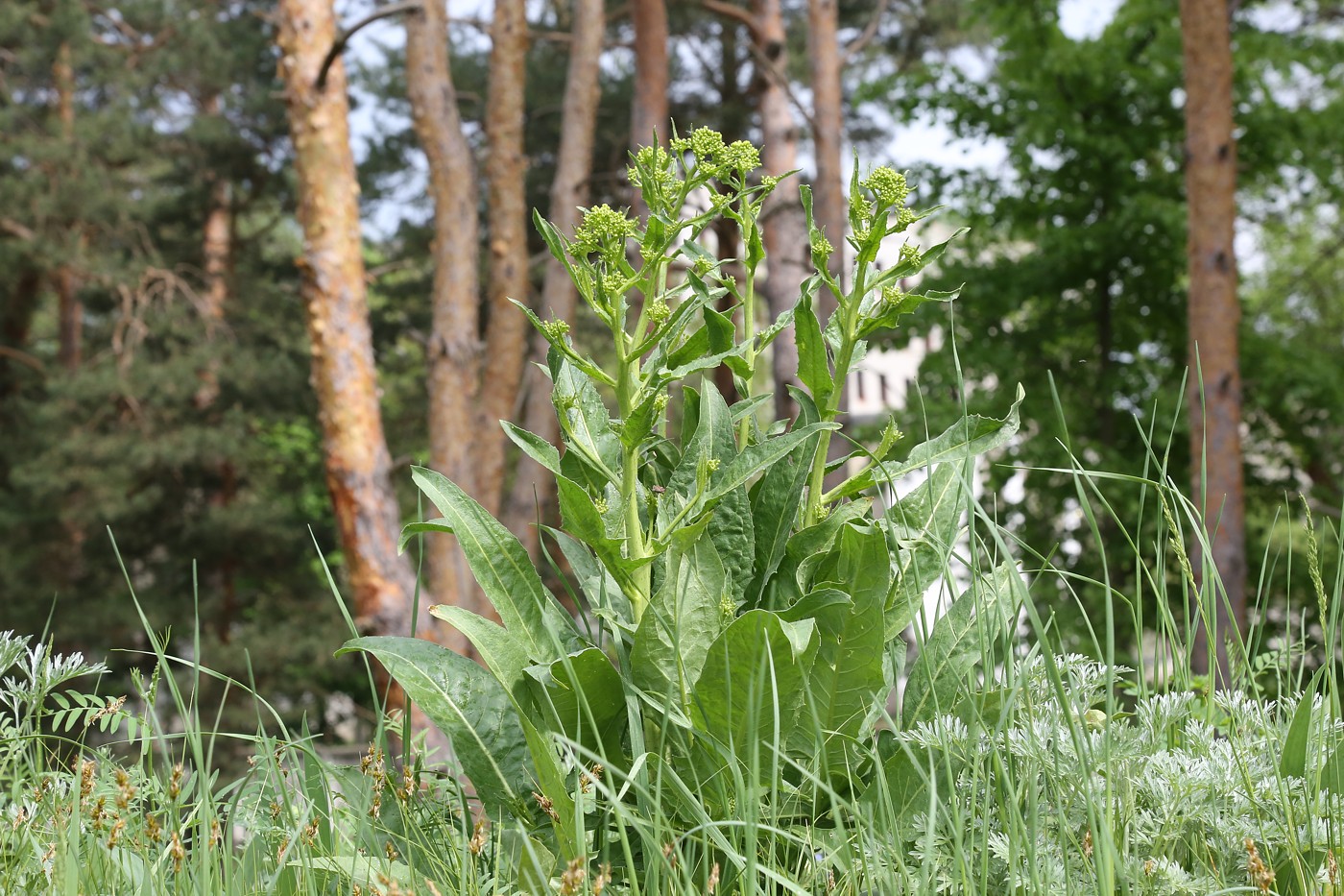 Image of Bunias orientalis specimen.