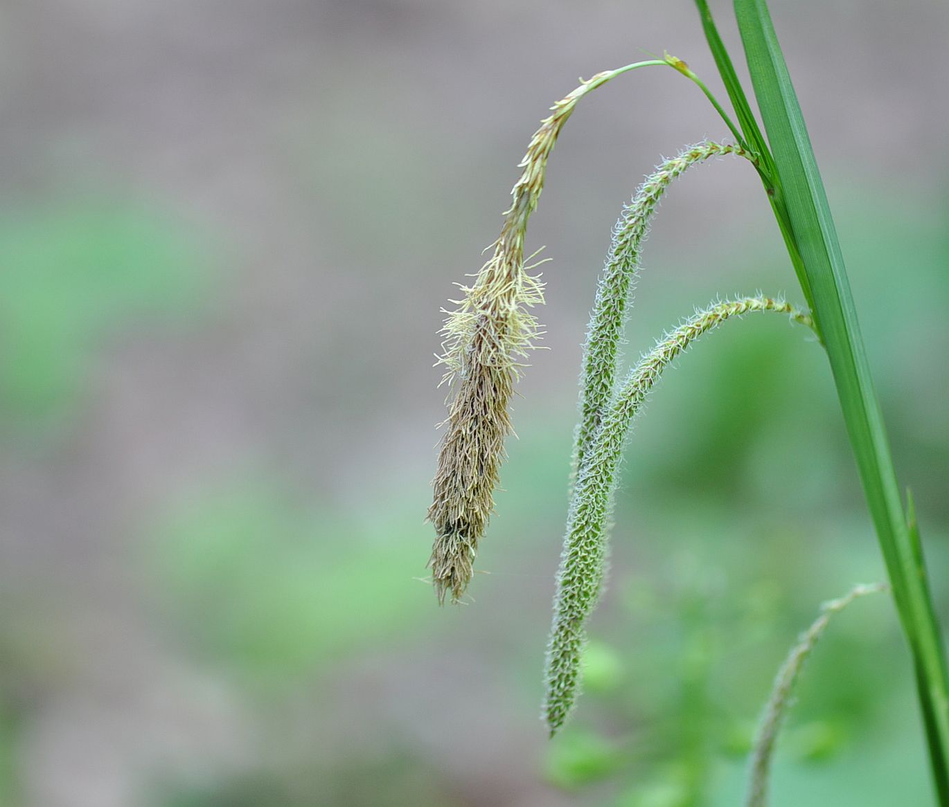 Image of Carex pendula specimen.