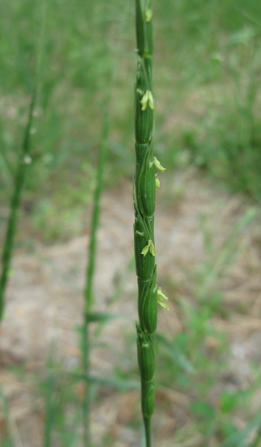 Изображение особи Aegilops cylindrica.