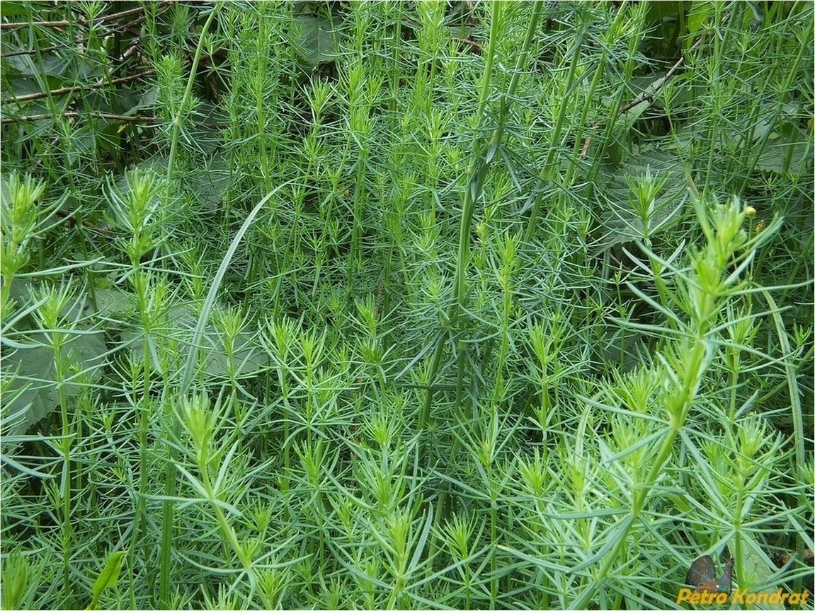 Image of genus Galium specimen.