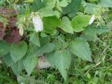 Campanula takesimana