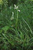 Dactylorhiza iberica