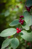View full-size image Lonicera xylosteum