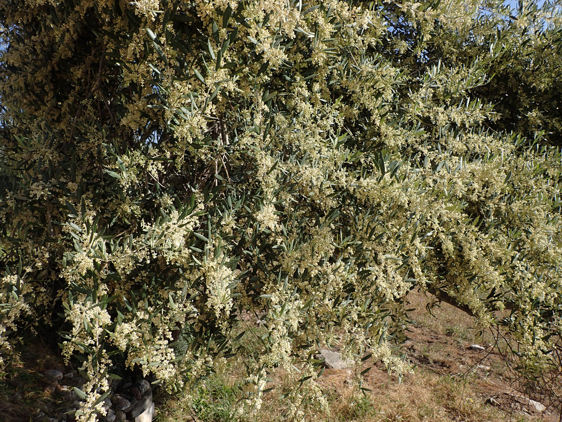 Image of Olea europaea specimen.