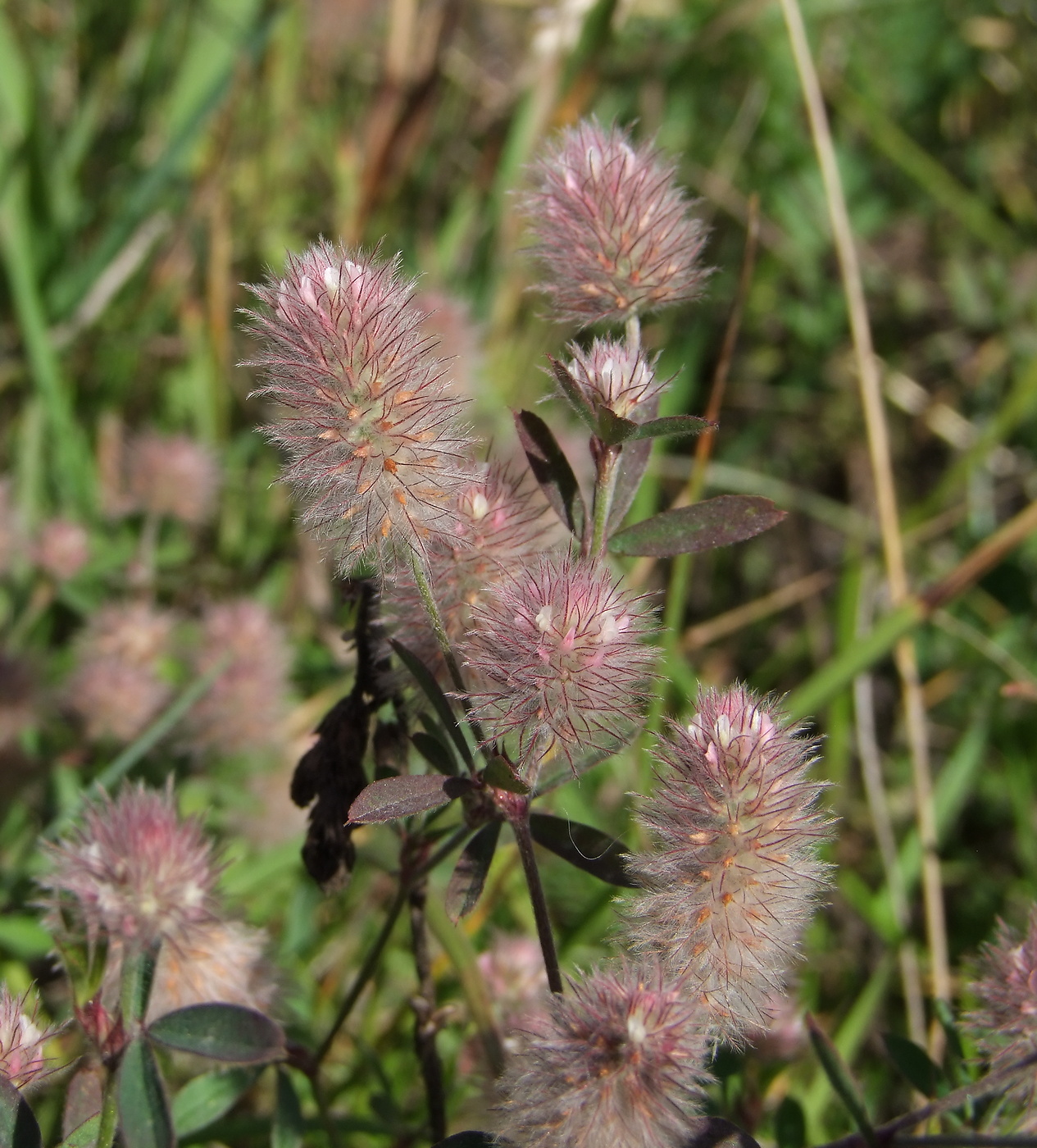 Изображение особи Trifolium arvense.