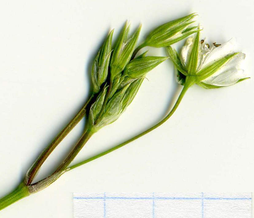 Image of Stellaria graminea specimen.