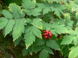 Actaea erythrocarpa