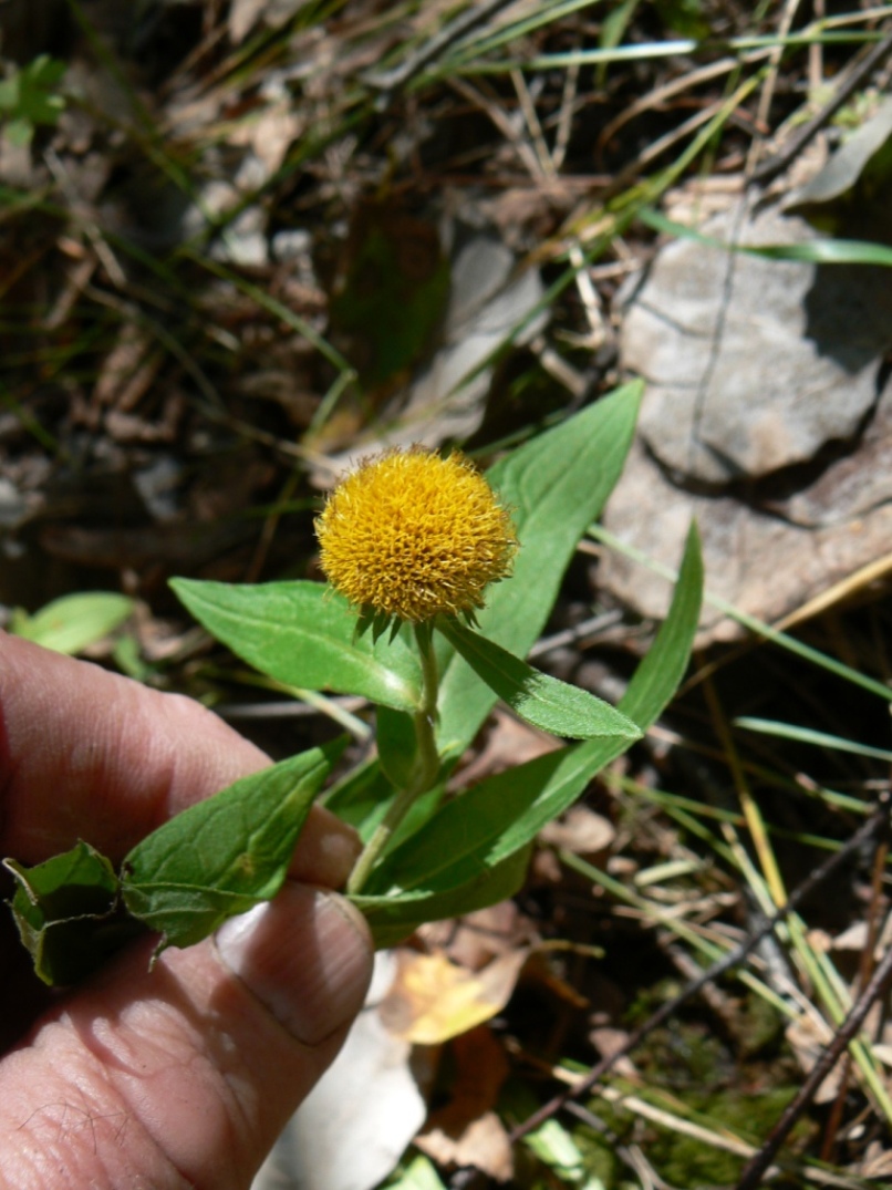 Изображение особи род Inula.