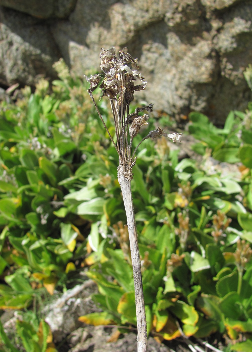 Изображение особи Primula bayernii.