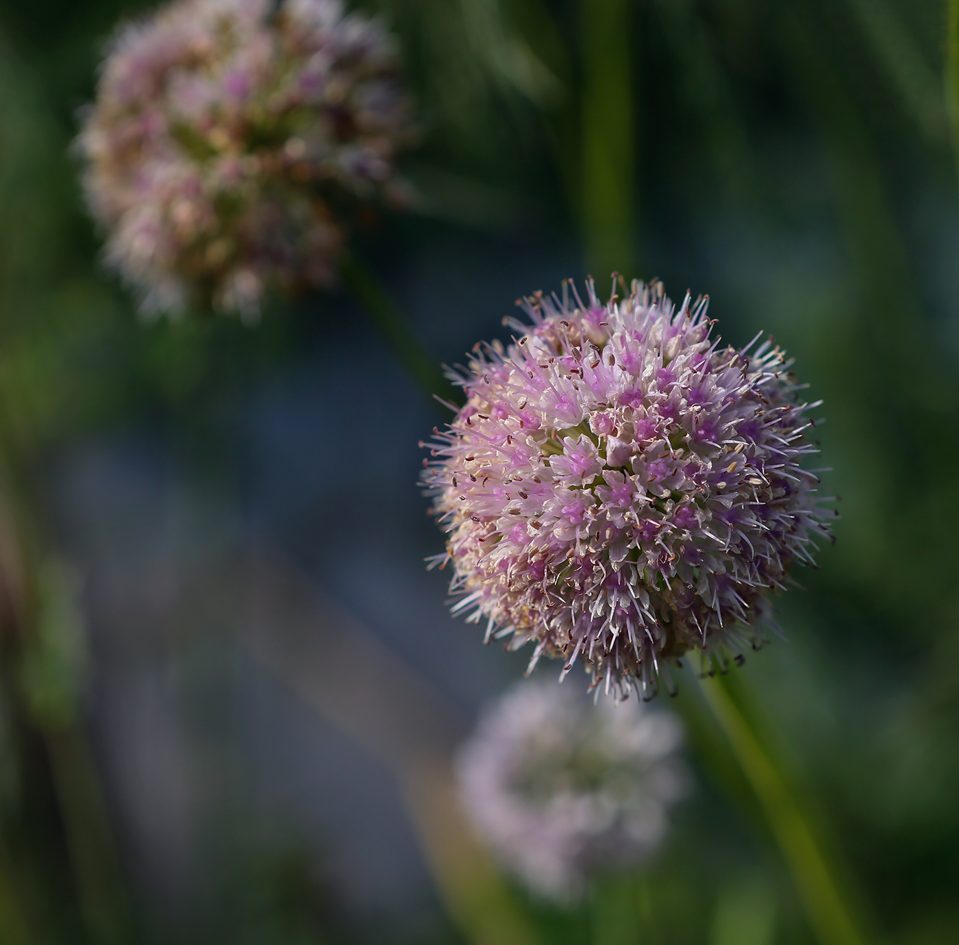 Image of Allium lusitanicum specimen.