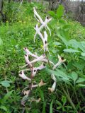 Corydalis ruksansii. Верхушка цветущего растения. Южный Казахстан, сев. макросклон зап. части Киргизского хр., ущ. Шошкалы, ≈ 950 м н.у.м., под пологом тугайной ленты. 7 апреля 2019 г.