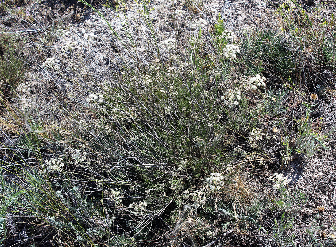 Изображение особи Pimpinella tragium.