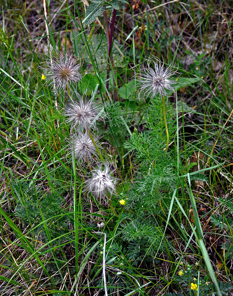 Image of Pulsatilla turczaninovii specimen.