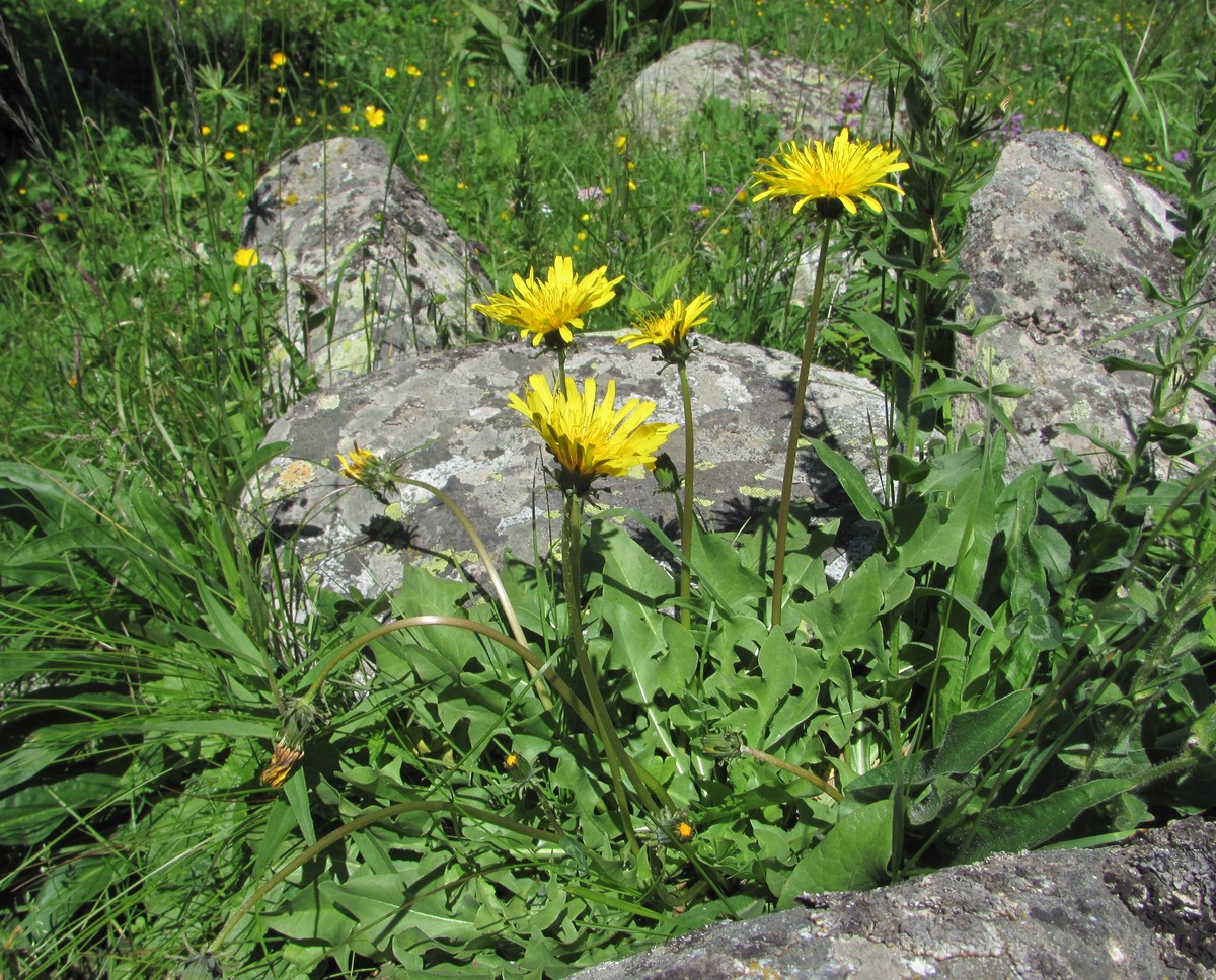 Image of genus Taraxacum specimen.