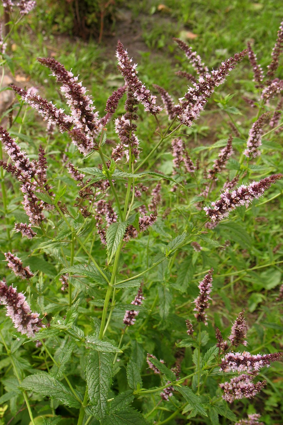 Image of Mentha spicata specimen.