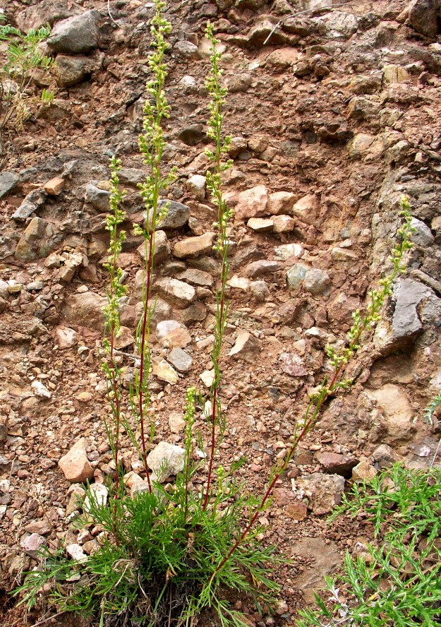 Изображение особи Artemisia commutata.