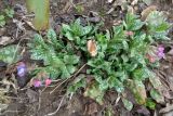 Pulmonaria officinalis. Цветущее растение. Тверская обл., Весьегонск, в культуре. 2 мая 2019 г.