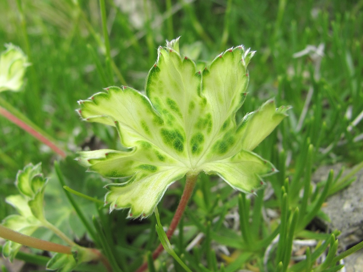 Image of genus Alchemilla specimen.