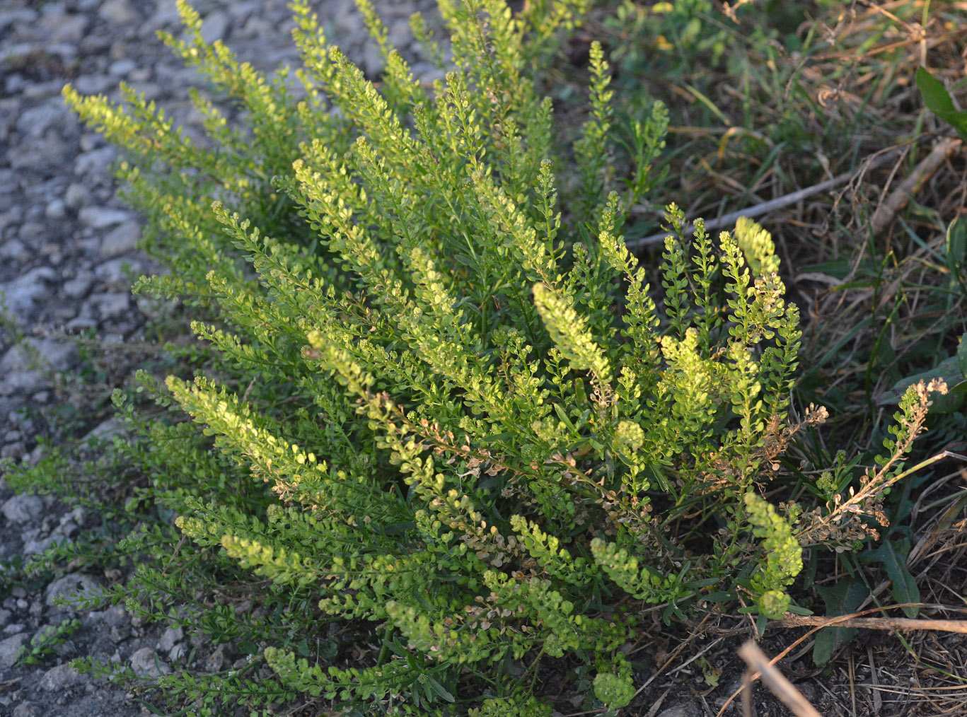 Image of Lepidium densiflorum specimen.