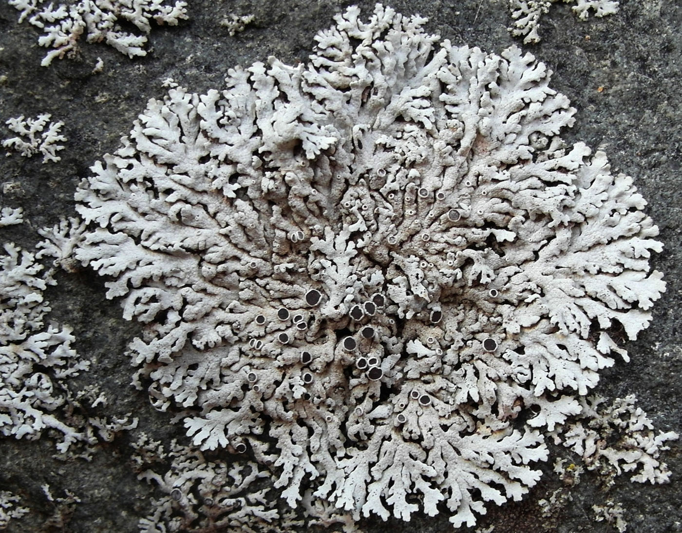 Image of Physcia phaea specimen.