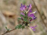 Astragalus suffruticosus. Верхушка побега с соцветием. Иркутская обл., Черемховский р-н, окр. пос. Узкий Луг, остепнённый луг. 26.05.2019.