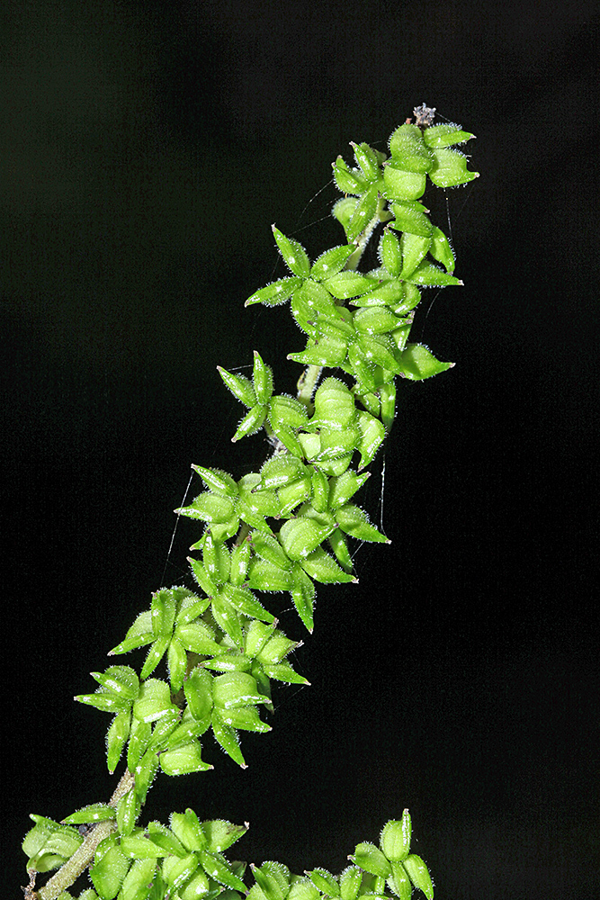 Image of Cimicifuga dahurica specimen.
