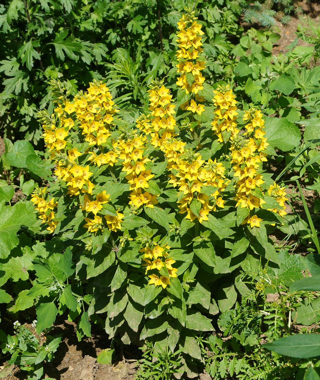 Image of Lysimachia punctata specimen.