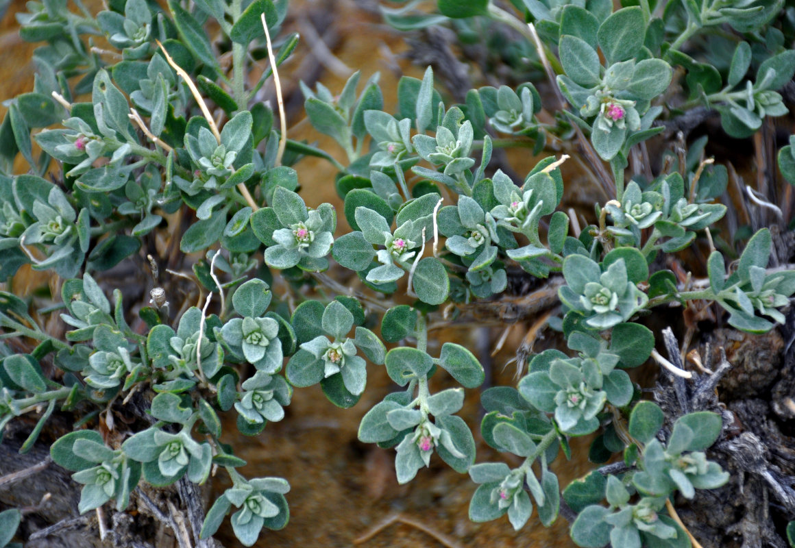 Изображение особи Chenopodium frutescens.