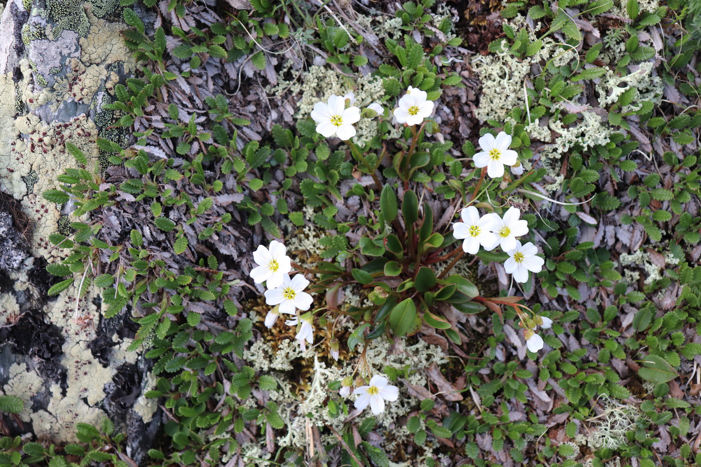 Image of Claytonia joanneana specimen.