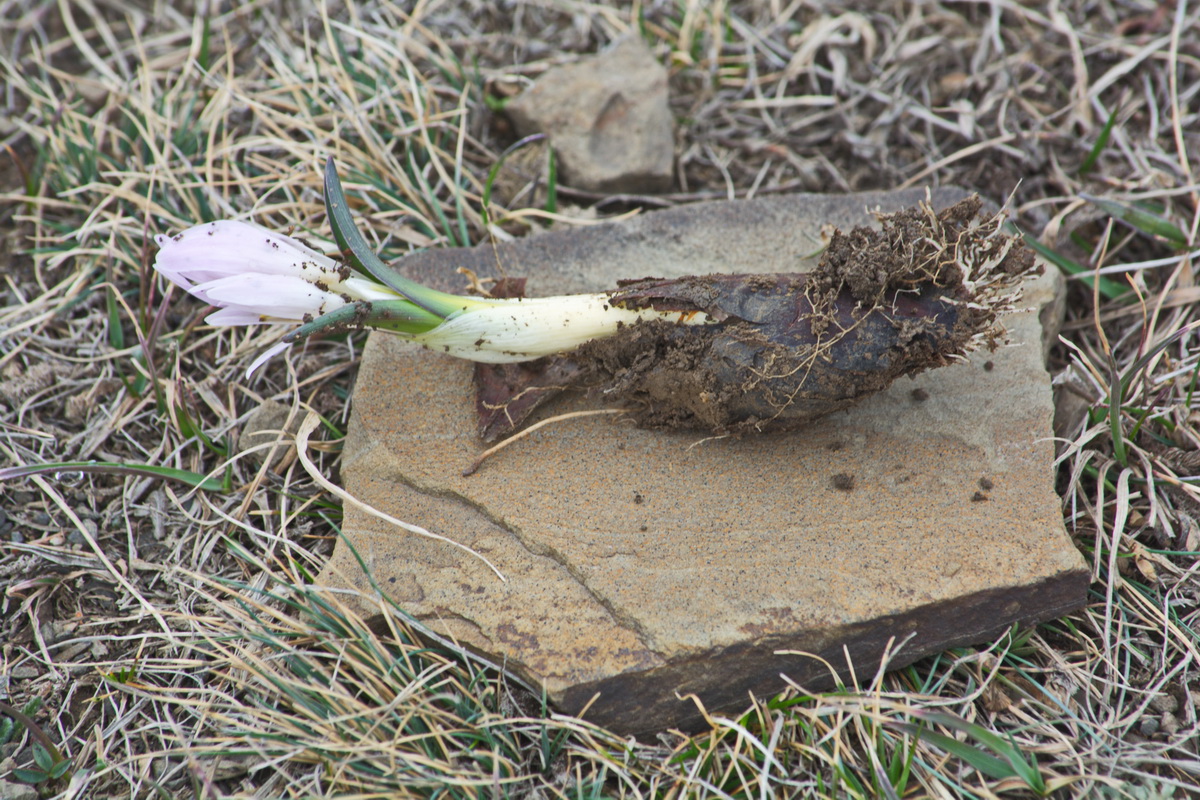 Image of genus Merendera specimen.