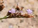 genus Limonium. Соцветие. Испания, автономное сообщество Каталония, провинция Жирона, комарка Баш-Эмпорда, муниципалитет Бегур, бухта Aiguablava, обнажения лейкогранита на абразионной береговой террасе. 25.09.2019.