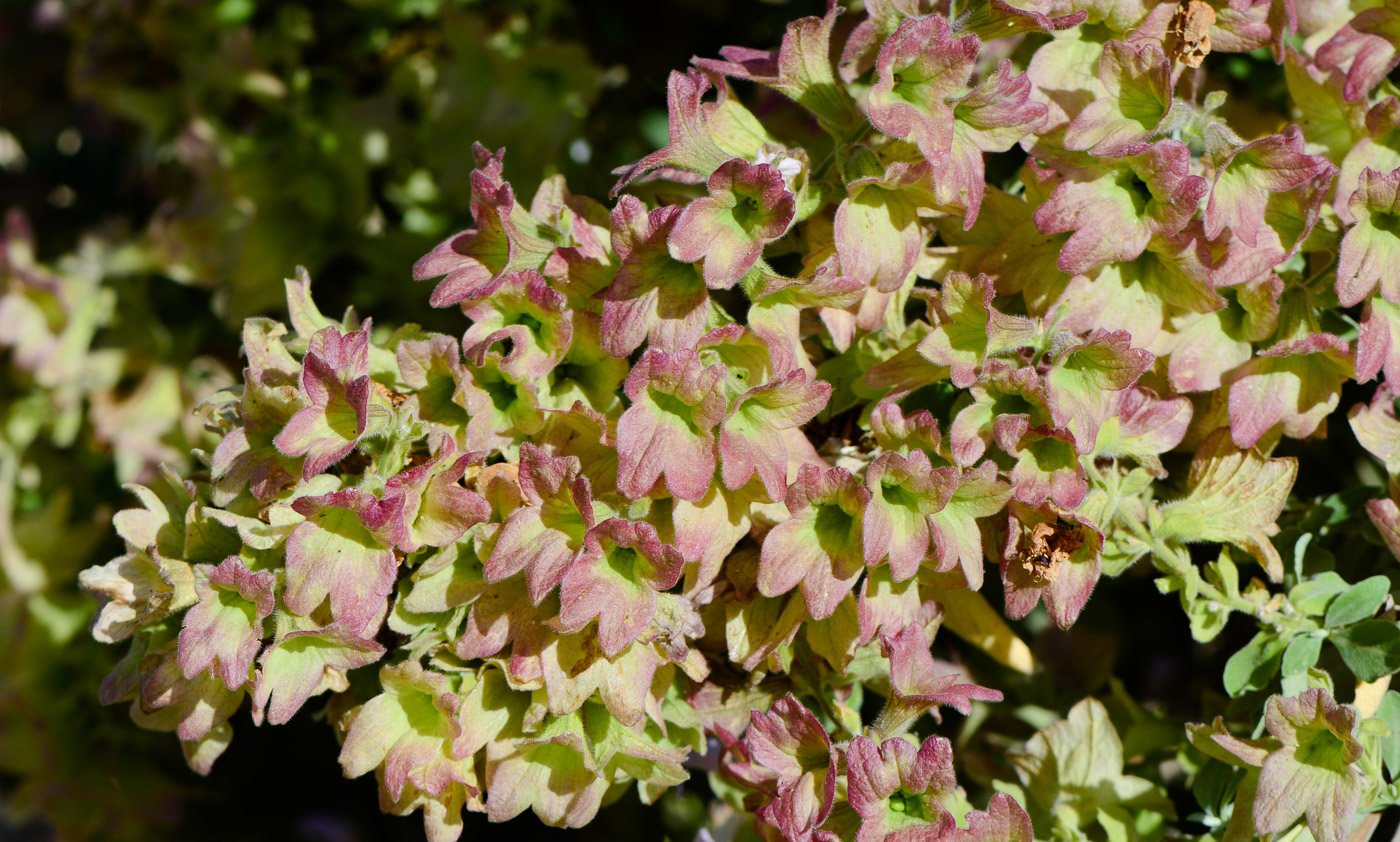 Image of Salvia dolomitica specimen.