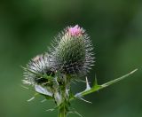 Cirsium vulgare. Развивающиеся соцветия. Московская обл., Раменский р-н, окр. дер. Хрипань, садовый участок. 29.07.2020.