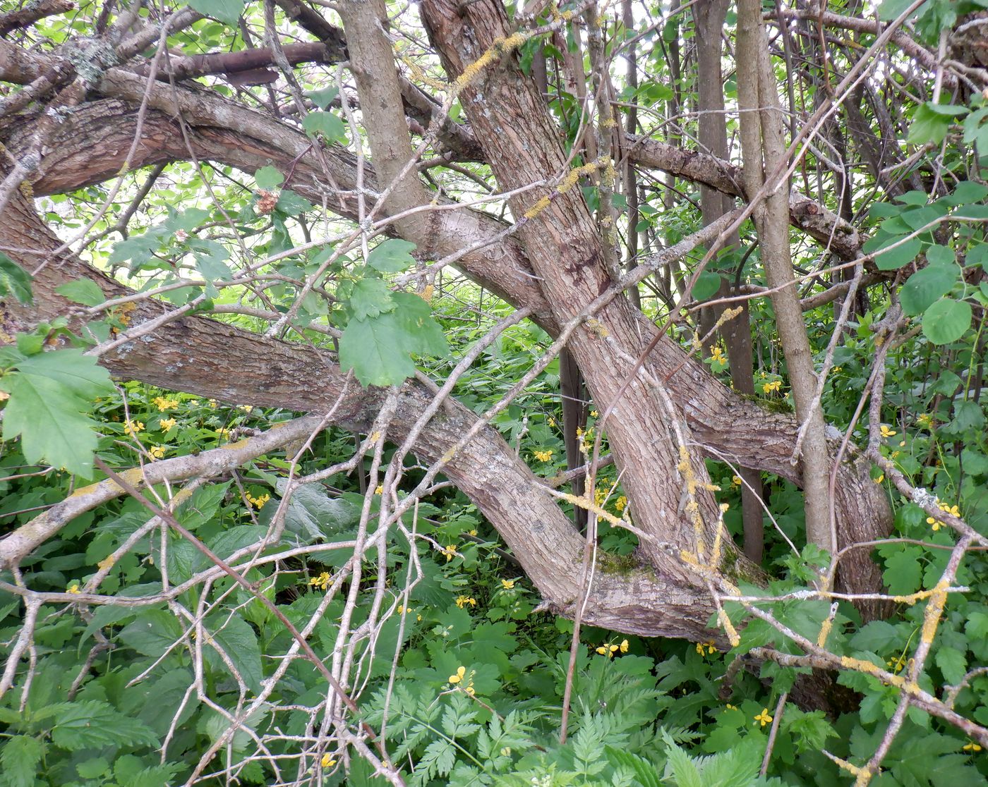 Image of genus Crataegus specimen.