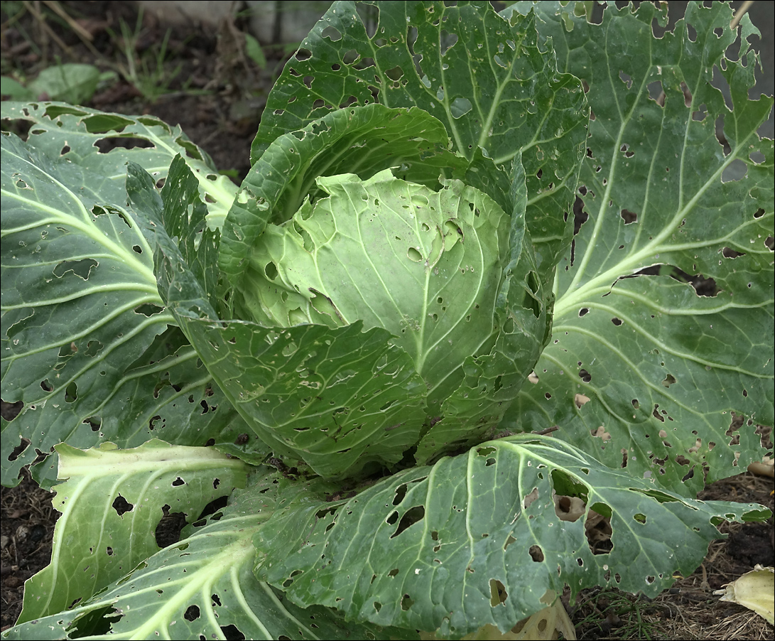 Image of Brassica oleracea var. capitata specimen.