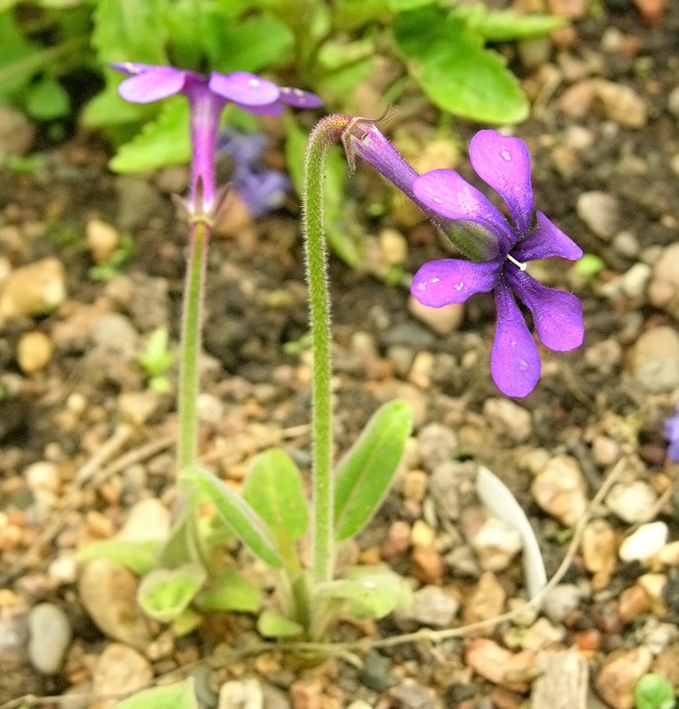 Image of Omphalogramma vinciflorum specimen.